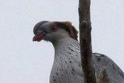 Topknot Pigeon (Lopholaimus antarcticus)